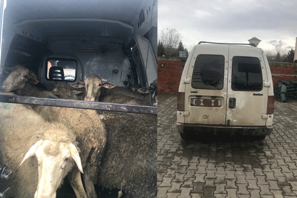 Policia parandalon një rast të kontrabandës me kafshë