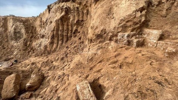 ​Në Egjipt zbulohet fosil breshke 70 milionë vjeçare