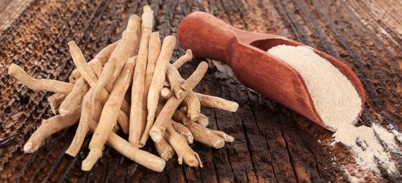 11 përfitimet e Ashwagandha-s për imunitetin, trurin, tiroidet, stresin, muskujt…