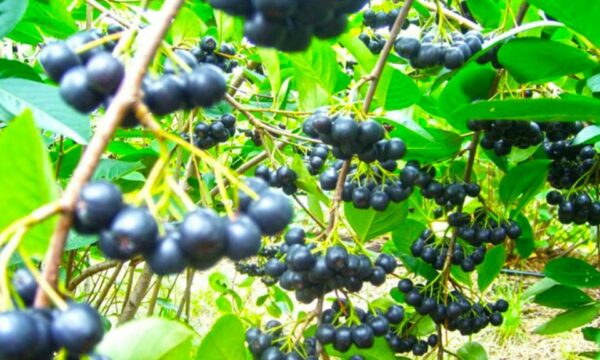 Aronia, fruti medicinal më i pasur me antioksidantë – Zgjidhje për diabetin