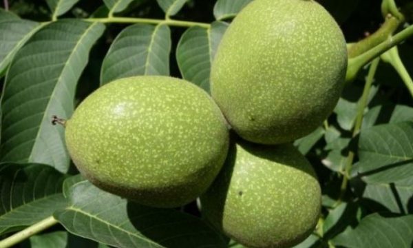 Kura me 40 arra të gjelbra të pabëra: Për tiroidet, gjakun dhe energjinë
